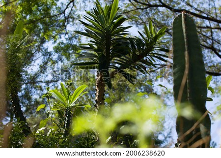 Pachypodium lamereiCactus , This plant comes from the island of Madagascar and the family species of Apocynaceae,