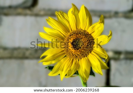 Yellow sunflower flower close-up. Sunflower is located against the backdrop of a gray brick wall.