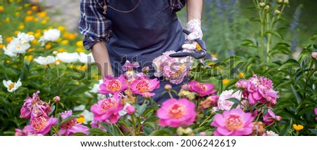 A gardener girl in gloves looks after bushes of lush pink peonies, a woman florist is engaged in gardening and plant cultivation.
