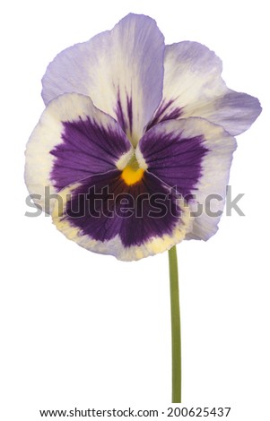 Studio Shot of Violet Colored Pansy Flower Isolated on White Background. Large Depth of Field (DOF). Macro. Symbol of Fun and Reminiscence.