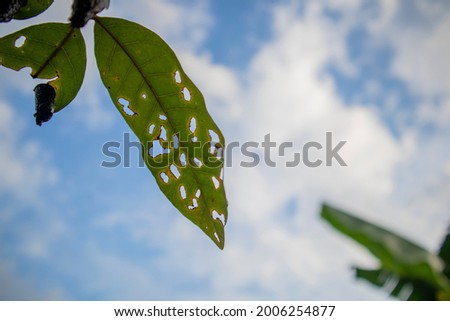 close up of damaged plant leaves because of pests with beautiful sky background