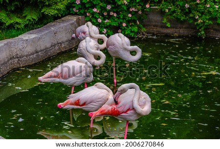 Pink flamingos are standing in the water of the pond.