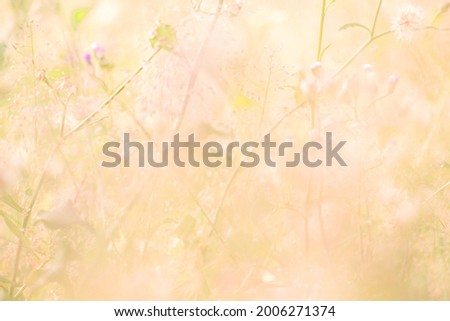 Beautiful natural background in pastel colors with a soft focus of blue shades. fresh wallpaper concept, among green leaves and other blossom blur background. - image