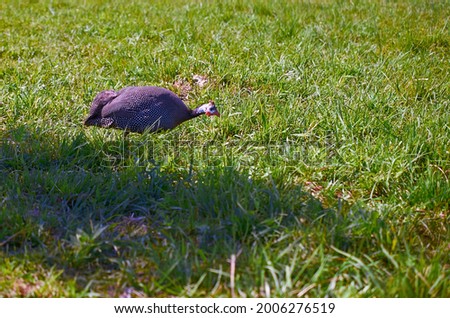 An Numida meleagris fowl in a meadow. Summer. Day. Poultry. Guinea fowl Royalty-Free Stock Photo #2006276519