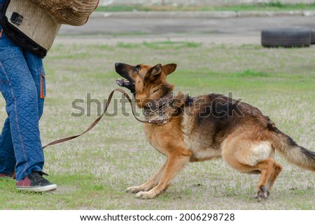 Guard dog training. Step 2. Figurant and German shepherd dog. Pet attacks  person in special protective clothing. Service dog training. Side View. Series Part. Motion Blur. Royalty-Free Stock Photo #2006298728