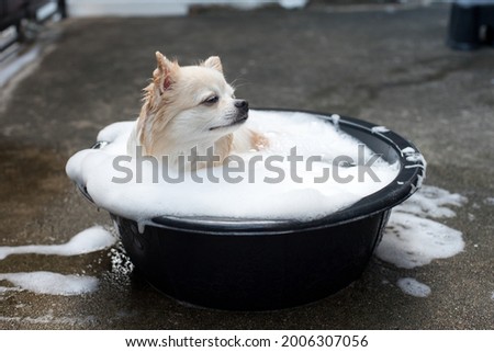 Long haired chihuahua relax and comfort in black plastic basin.