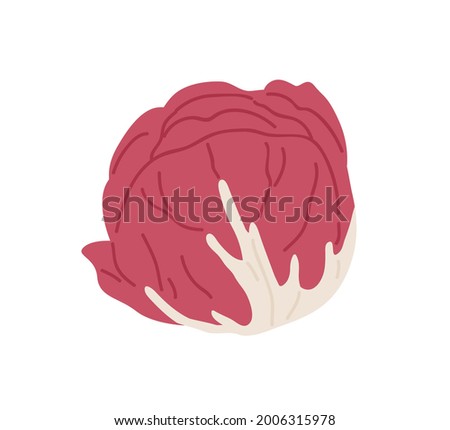 Red-leaf salad. Icon of Italian radicchio chicory. Fresh Scotch kale or cabbage head. Organic vegetable. Flat vector illustration of whole radichio veggie isolated on white background