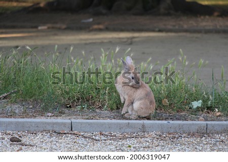 Cute little wild rabbit on the road