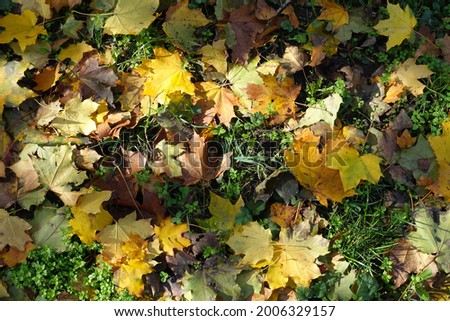 Multicolored fallen leaves of maple on the ground in mid October