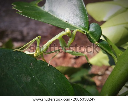 a young green grasshopper perched on a leaf