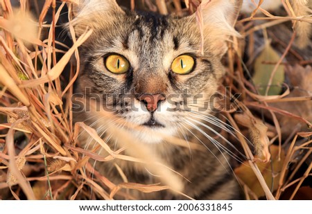 Cute striped maine coon cat sitting in the grass. Autumn garden photography with cat. Domestic cat looking in camera. Front view. Outdoor photo.