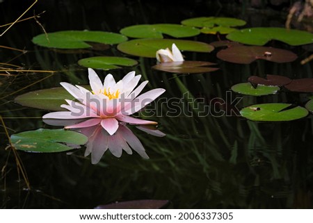 Pink water lily in a pond in the summer 