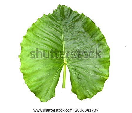 large green leaf pattern on a white background