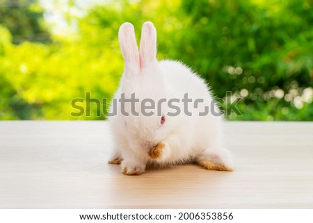 Adorable newborn tiny bunny white rabbit sitting on the wood while looking at something over bokeh natural green tree background. Easter holiday animal concept.
