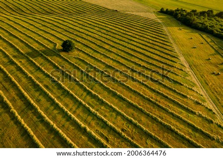 Fields of freshly cut grass prepared for hay production. Aerial view of a cultivated farmland in Slovakia. 