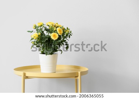 Beautiful yellow rose in pot on table near light wall