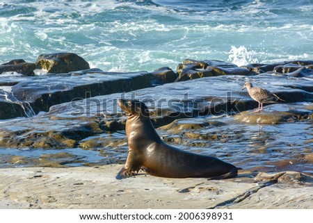 Sea lions at sunset on the rocks at La Jolla Cove at San Diego
