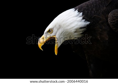 Portrait of a proud pretty and angry  bald eagle screaming seen from the side on a black background