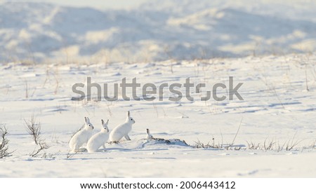 Mountain hare (Lepus timidus) with white fur in snowy landscape, Vardø, Norway Royalty-Free Stock Photo #2006443412