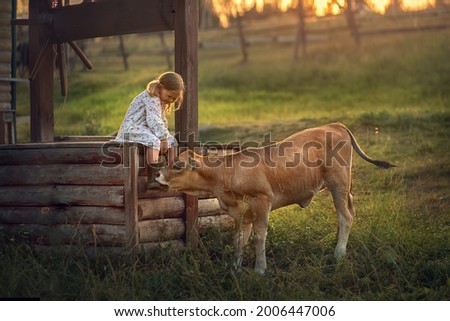 Cute little girl with a funny calf in the country in Russia during the sunset. Image with selective focus and toning Royalty-Free Stock Photo #2006447006