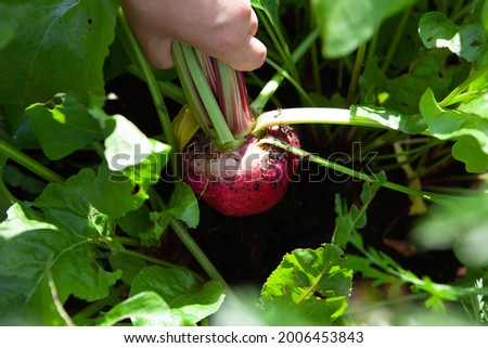 Harvesting beetroot at the allotment in a organic no dig raised bed. Bright red vegetable full of vitamins. Royalty-Free Stock Photo #2006453843