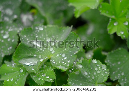 Close up of Alchemilla green leaves with water drops on a cloudy summer day at City of Zurich. Photo taken July 12th, 2021, Zurich, Switzerland.