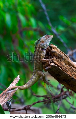 Garden lizard perched on the tree log in its natural environment