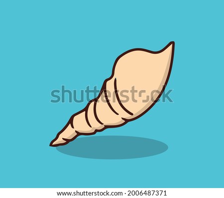 beach shells in summer 1
