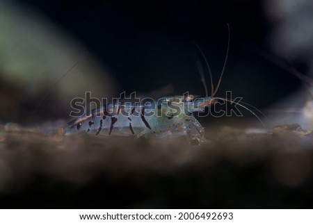 Close up of Blue Tiger golden eyes shrimp (Caridina cf. cantonensis)