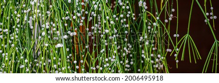 Rhipsalis Baccifera green twigs with white fruits in garden. Many white round bead mistletoe cacti Fruits. Mistletoe cactus Rhipsalis baccifera plant with  globose pearl seeds. Banner. 