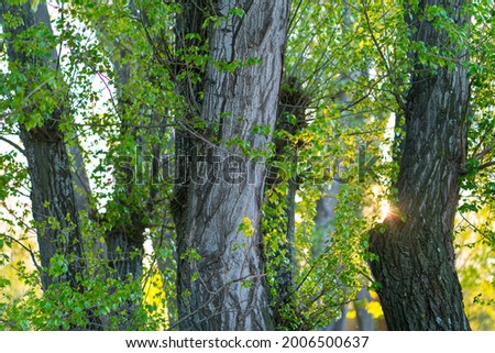 Poplar tree (Populus nigra) in Guadalix de la Sierra village in Madrid Autonomous Community of Spain, Europe Royalty-Free Stock Photo #2006500637