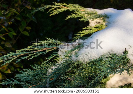 Juniper in the winter garden, snow, macro, wallpaper background, christmas, december, garden in winter, winter and sunshine