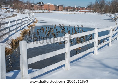 Ducks in winter on frozen pond.