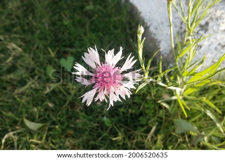 Close up of a shining pink cornflower blooming in the garden