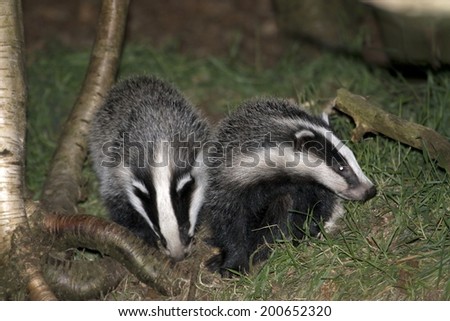 badgers, Netherlands Royalty-Free Stock Photo #200652320