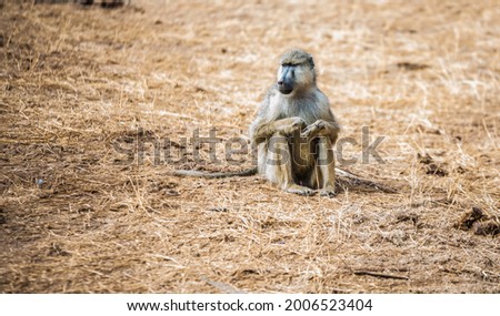 A baboon sits in the grass in the wild African savannah