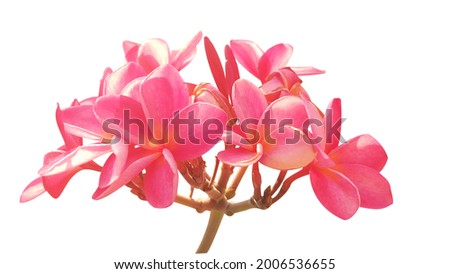 Plumeria flowers, pink flowers on a white background