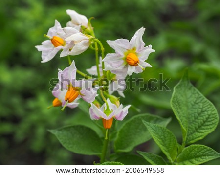 Solanum tuberosum flowers, with whitish pink blossoms and orange stamens, close up. Potato is a root vegetable with starchy tuber, perennial, flowering plant  in the nightshade family, Solanaceae.