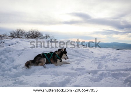Black and white Siberian Husky in the winter mountains. Snow in the Ukrainian Carpathians