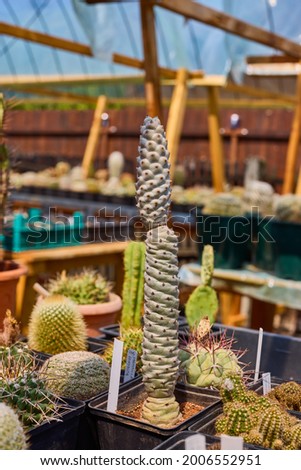 a variety of beautiful cacti on a small farm