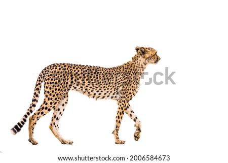 Cheetah isolated in white background in Kgalagadi transfrontier park, South Africa; Specie Acinonyx jubatus family of Felidae