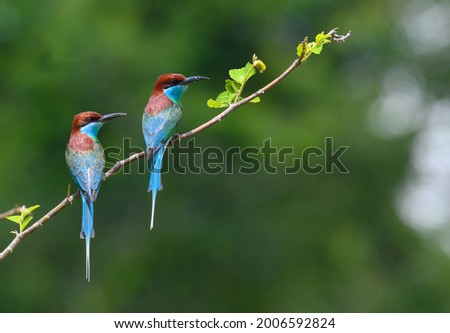 colorful two Blue-throated Bee-eater ( Merops viridis) perched on the tree branch ,Thailand