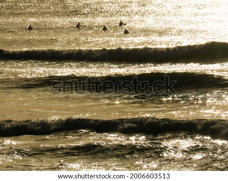 Surfers at dawn in the sea looking for waves to ride them, the water is golden by the sunrise