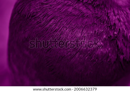 Violet feather pigeon macro photo. texture or background