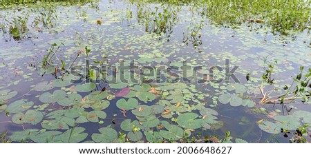 A nice design picture of a water lily in the river. Water growing in water in the summer season.