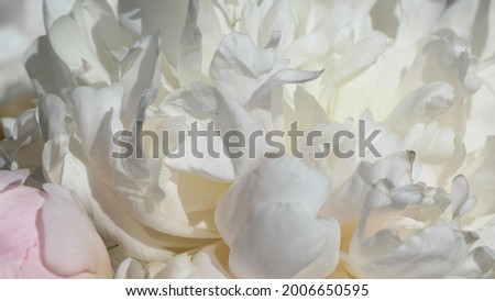 Natural white background of white peony petals in sun light with selective focus, large format
