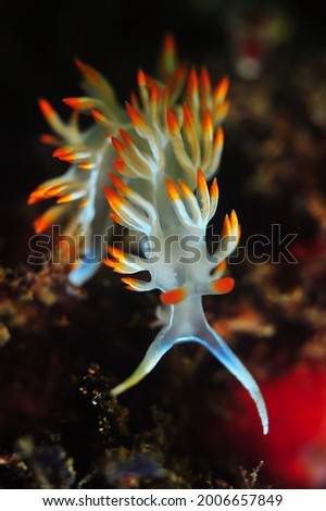 Atlantic ocean  nudibranch macro photo
