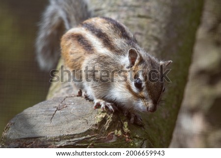 Brown and White Chipmunk Standing in a Tree	