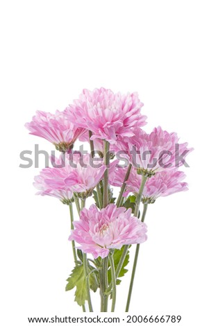pink chrysanthemums on a white background