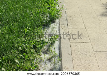 green grass on the lawn near the sidewalk
